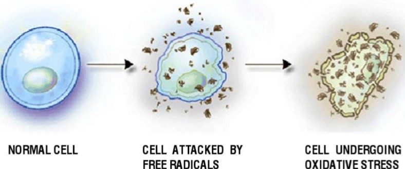 Cell Destruction Picture